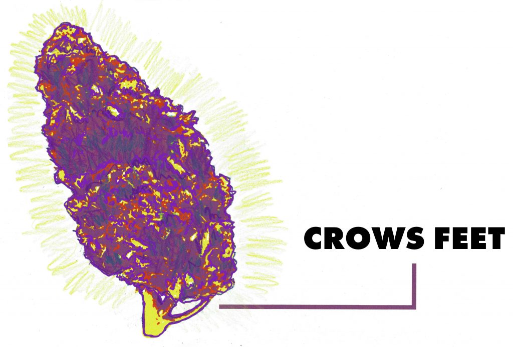 cannabis crows feet