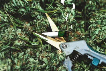 how to trim cannabis