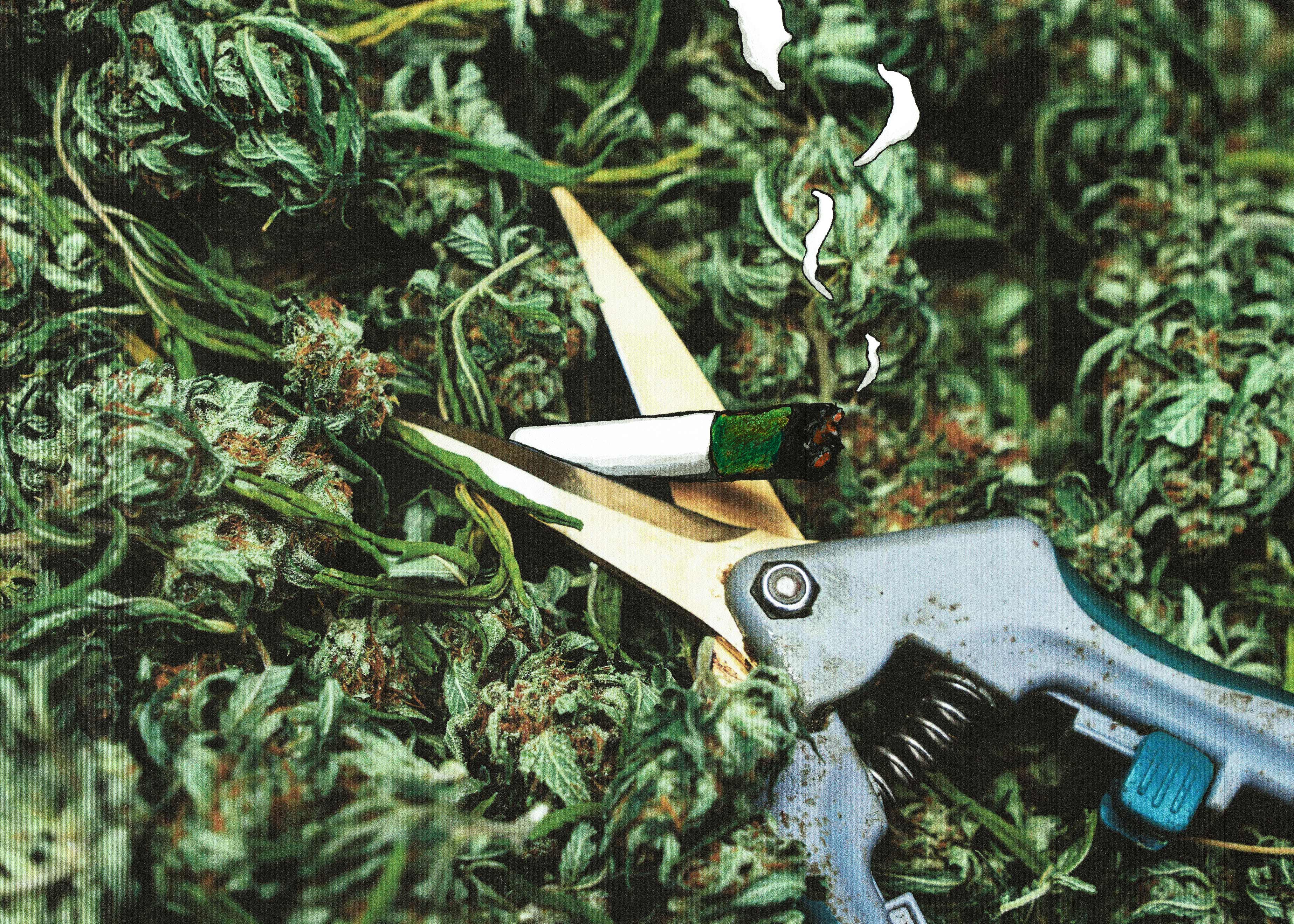 HOW TO CLEAN YOUR CANNABIS TRIMMING SCISSORS